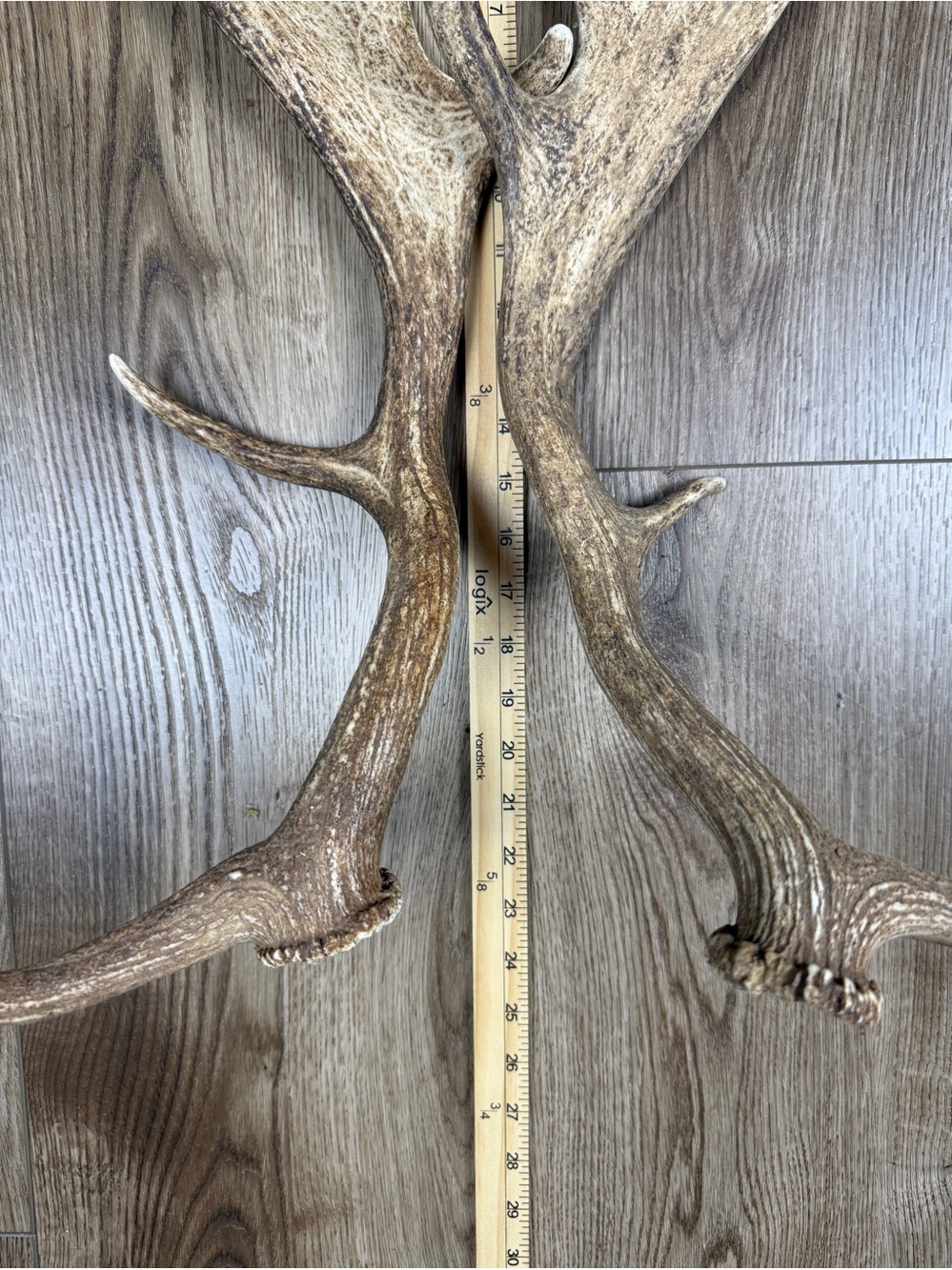 Authentic Naturally Shed Fallow Deer Antlers 1 Pair - Picture 8 of 10